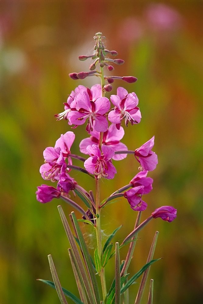 Canada-Yukon-Watson Lake Fireweed blossoms close-up art print by Jaynes Gallery for $57.95 CAD